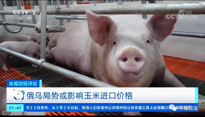 玉米2.png
