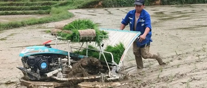 <em>黔南州</em>：“铁牛”下田忙插秧 科技赋能粮满仓