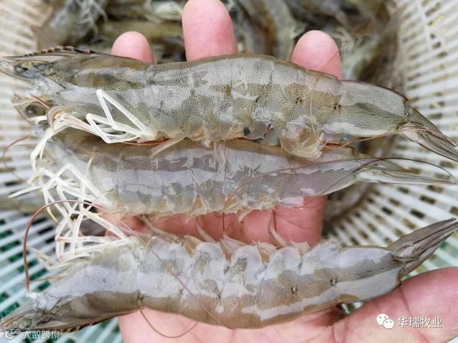 对虾1.jpg