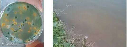 对虾弧菌检测.jpg