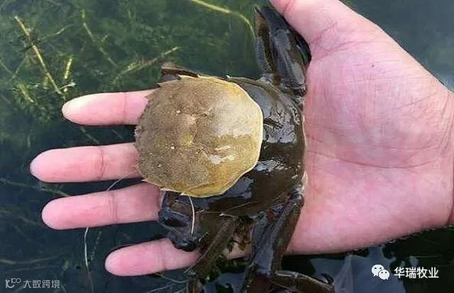 脱壳.jpeg