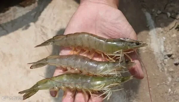 白对虾.jpg
