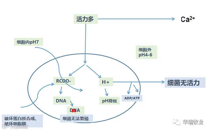 作用机理.png