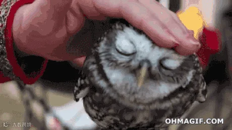 10.gif