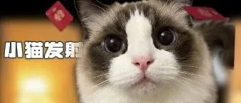 陈赫都在玩！“小猫发射”特效教学