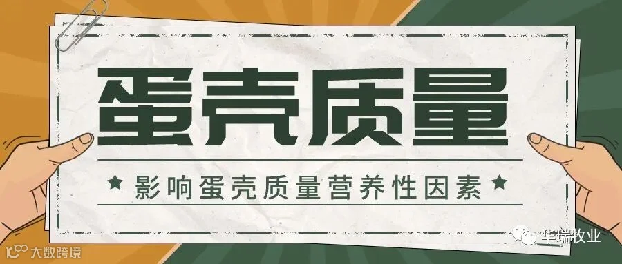 蛋壳质量.jpeg