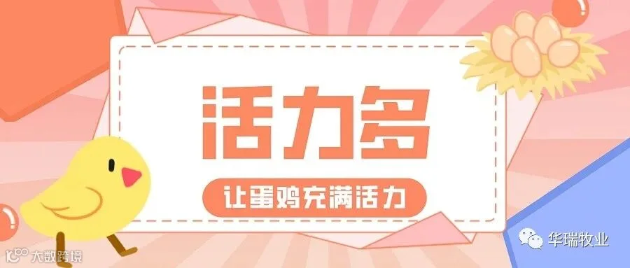 活力多 蛋鸡.jpeg