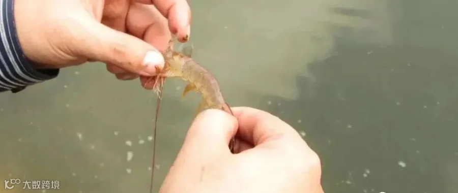 对虾脱壳2.png