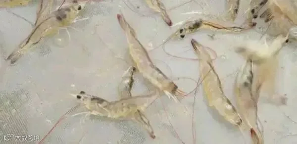 对虾111.jpg