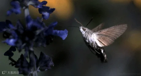 13.gif