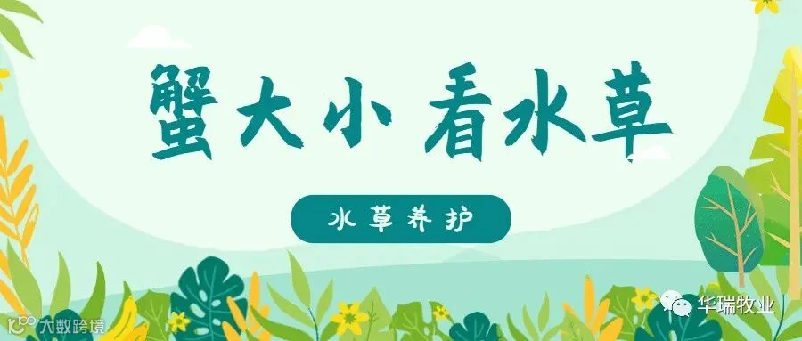 水草养护.jpg