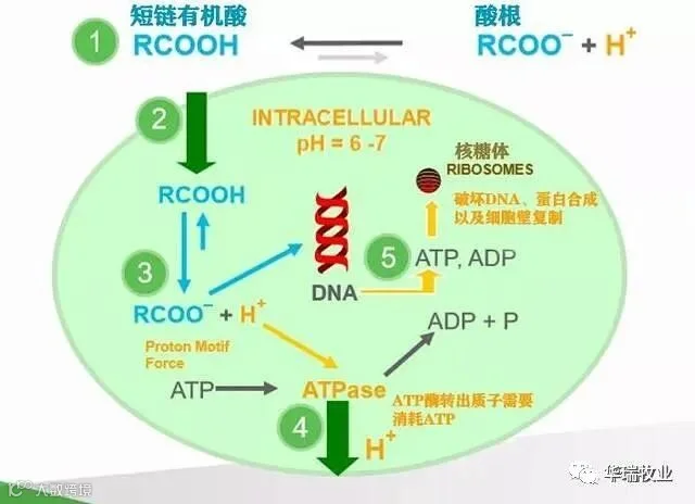 二甲酸钾.jpg