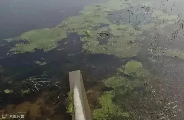 虾塘青苔多.jpeg