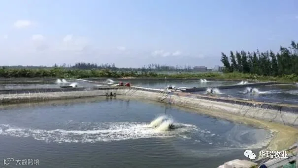 肥水3.jpg