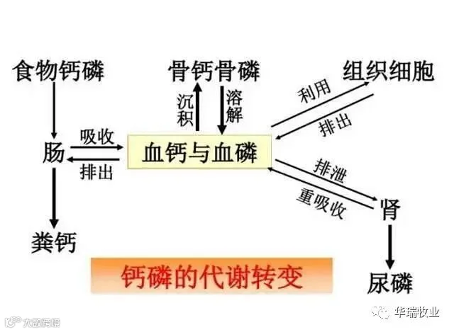 钙磷比.jpeg