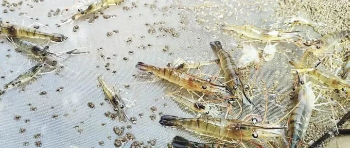 低调的可怕！湖北这个“小龙虾之乡”，潜江之外，某个湖区县养殖技术更先进！