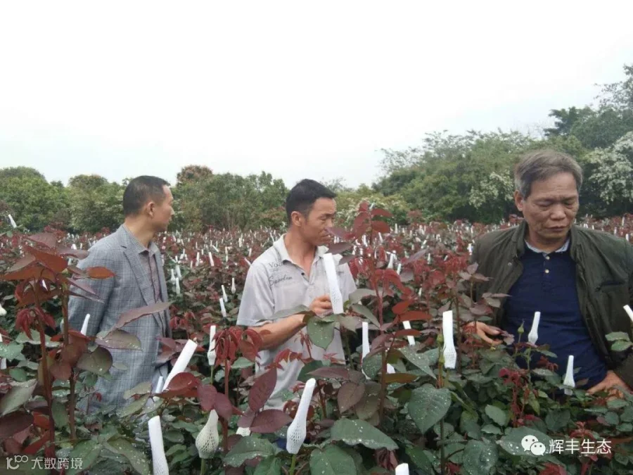 玫瑰4.jpg