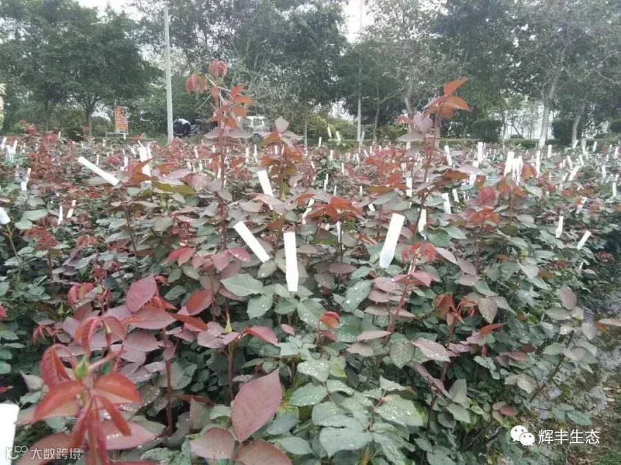 玫瑰5.jpg