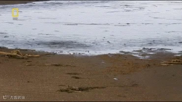 BbsImg143692465291839_370-208.gif