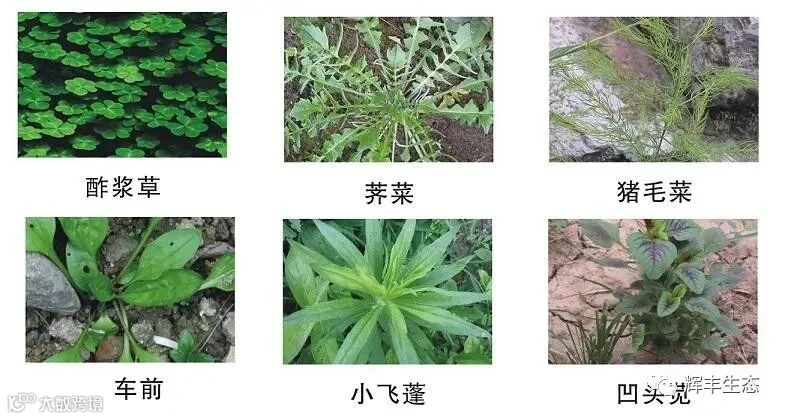 阔叶杂草.jpg