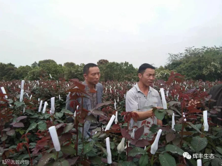 玫瑰3.jpg