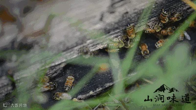 https://image.ipaiban.com/upload-ueditor-image-20171221-1513852938851011701.gif
