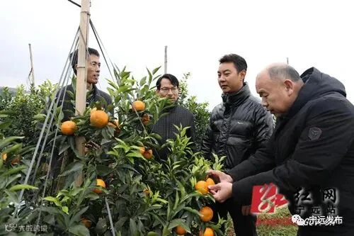 宁远:农技人员深入田间指导防寒过冬_副本500.jpg