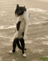 BbsImg143692411316671_194-243.gif