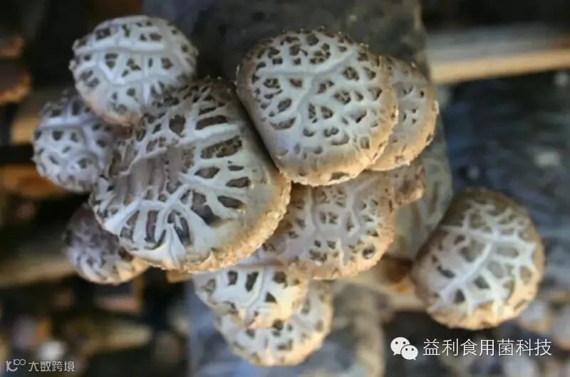 点击打开原图