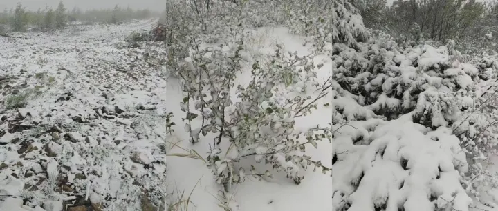 一觉醒来“穿越”入冬，黑龙江<em>大兴安岭</em>现“六月飘雪”