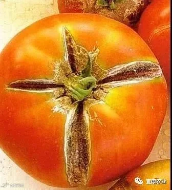 放射状_副本.jpg