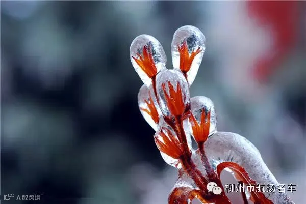美哭了,这TM才叫冰雪奇缘!