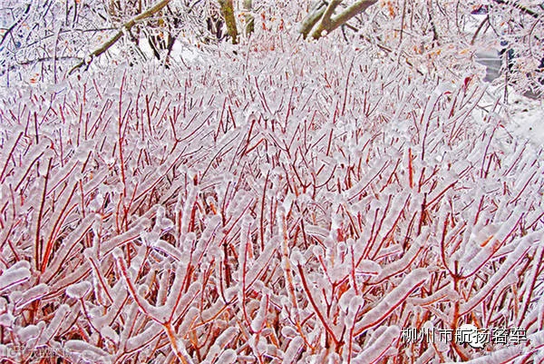 美哭了,这TM才叫冰雪奇缘!