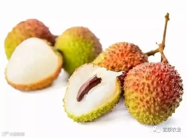 妃子笑_副本.jpg