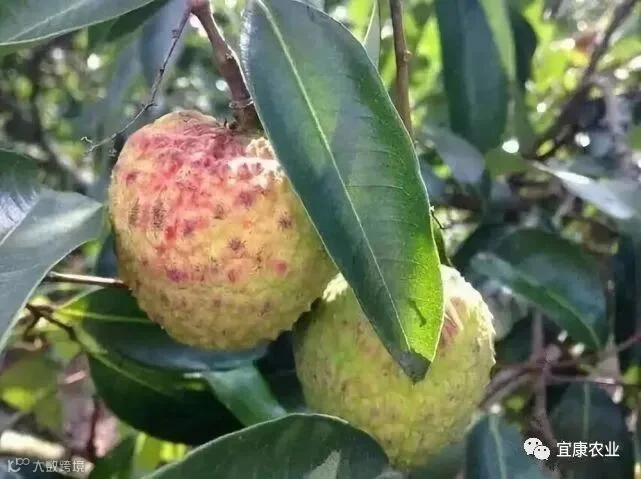 新球蜜荔_副本.jpg
