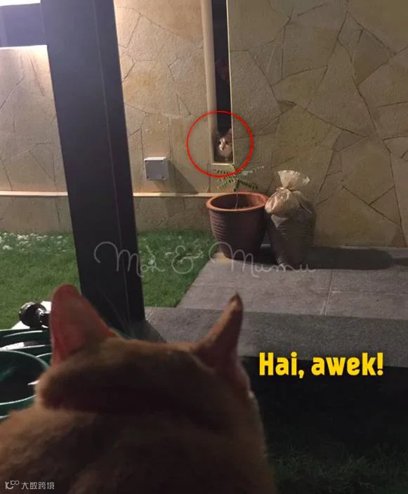 MOK3.png