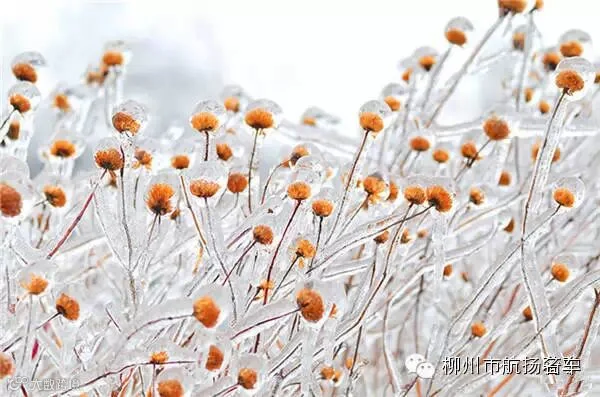 美哭了,这TM才叫冰雪奇缘!