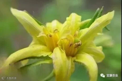 花_副本.jpg