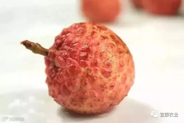 白蜡荔枝_副本.jpg
