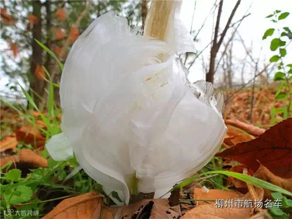 美哭了,这TM才叫冰雪奇缘!