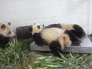 24.gif