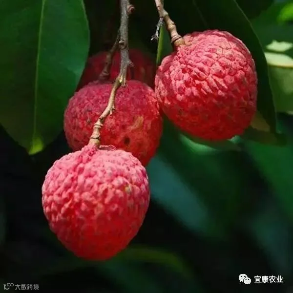三月红.jpeg