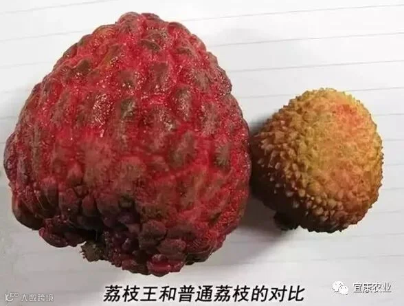 荔枝王_副本.jpg