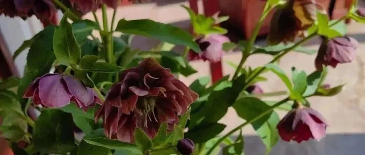 养了这4种“假花”朋友追着要链接，好看还不用天天浇