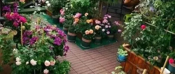 《养花上瘾的10种表现，中4条就是老花友，我居然全中了》