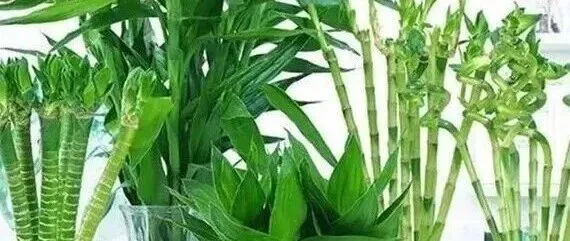 花市竹子名字太多分不清？记住这两种，新手也能养好不踩坑