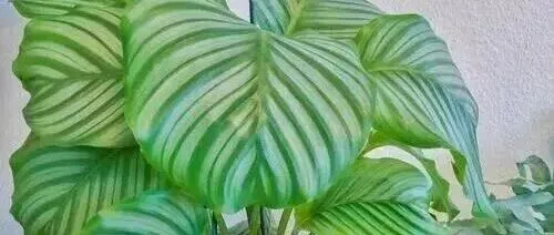 '逛花市被一片叶子钉住？这5种绿植，叶片自带天然滤镜，摆家里就是行走的艺术品'