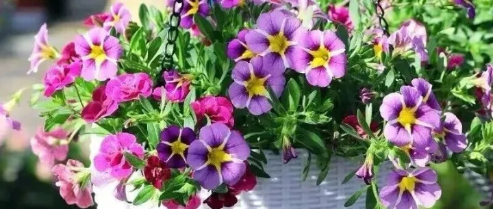 养花别图长久！8种“一次性”花卉，花开败就扔，别白费精力