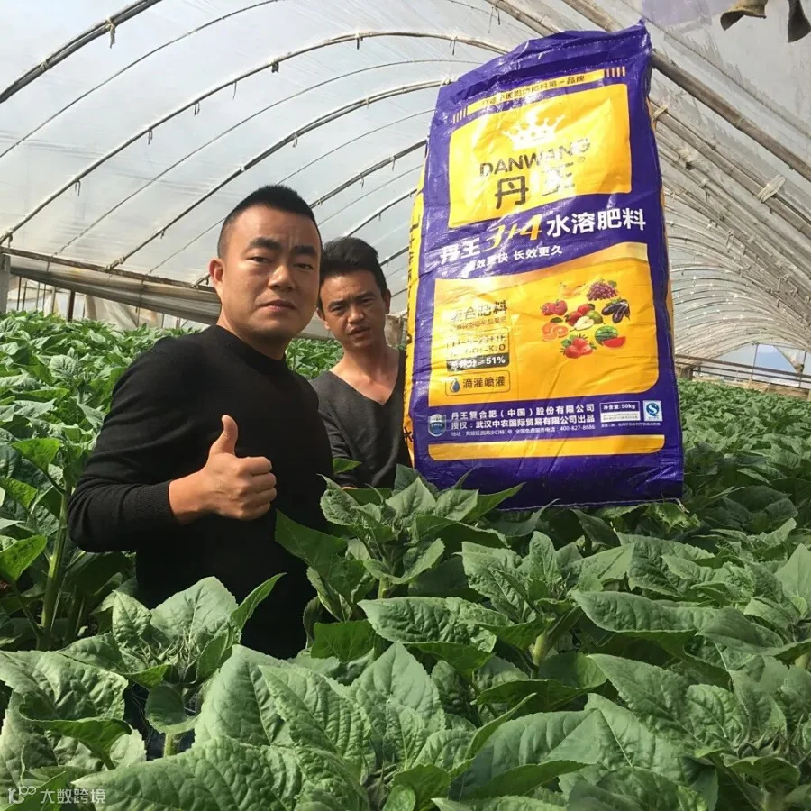 云南通海向日葵种植户鲁正中 (1).jpg
