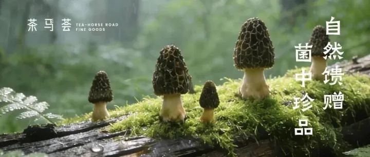 云岭山珍，这朵羊肚菌大有来头